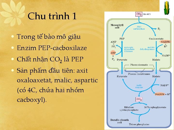 Chu trình 1 • Trong tế bào mô giậu • Enzim PEP-cacboxilaze • Chất