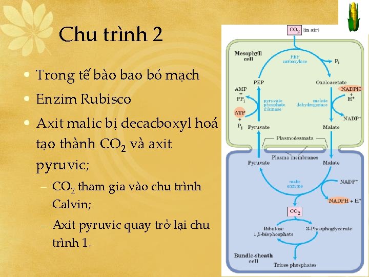Chu trình 2 • Trong tế bào bao bó mạch • Enzim Rubisco •