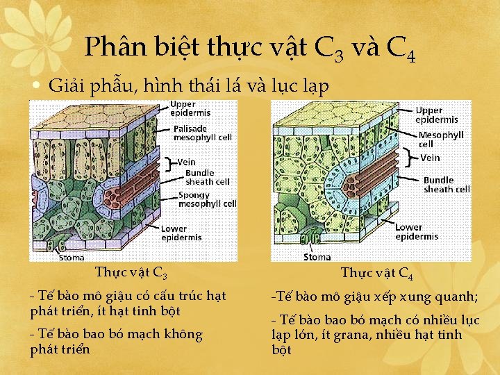 Phân biệt thực vật C 3 và C 4 • Giải phẫu, hình thái
