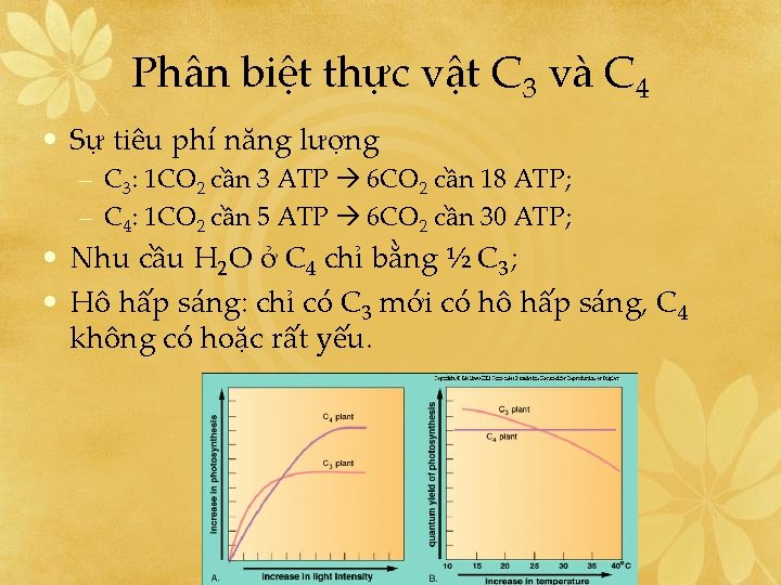 Phân biệt thực vật C 3 và C 4 • Sự tiêu phí năng