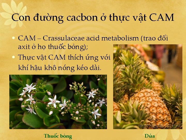 Con đường cacbon ở thực vật CAM • CAM – Crassulaceae acid metabolism (trao