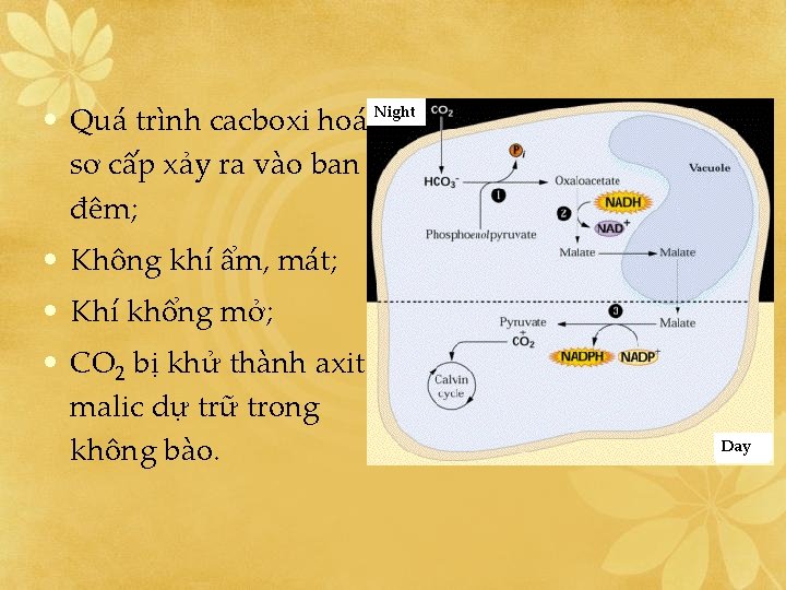  • Quá trình cacboxi hoá Night sơ cấp xảy ra vào ban đêm;