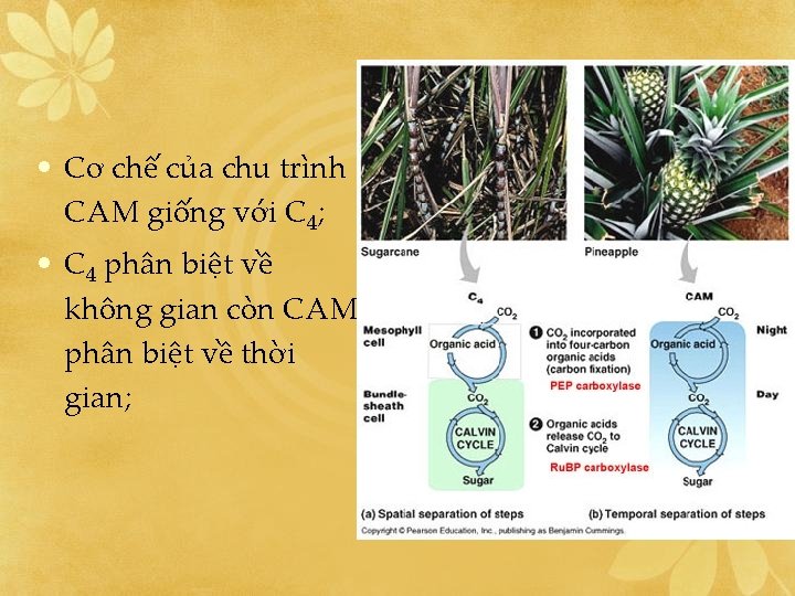  • Cơ chế của chu trình CAM giống với C 4; • C