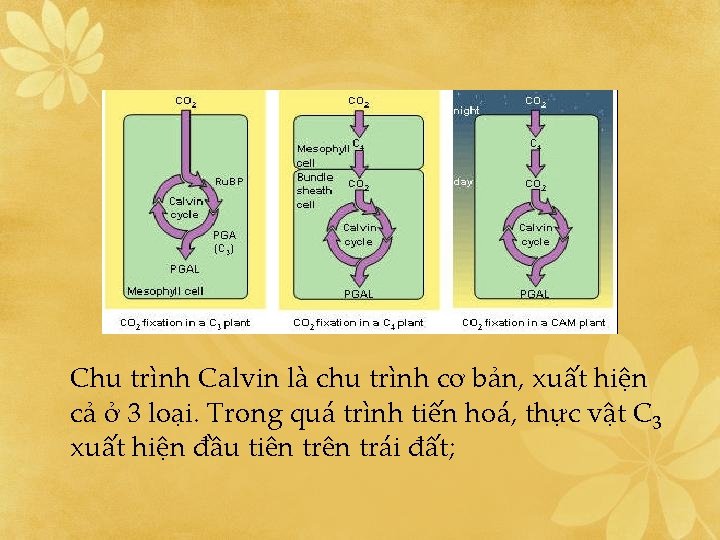 Chu trình Calvin là chu trình cơ bản, xuất hiện cả ở 3 loại.