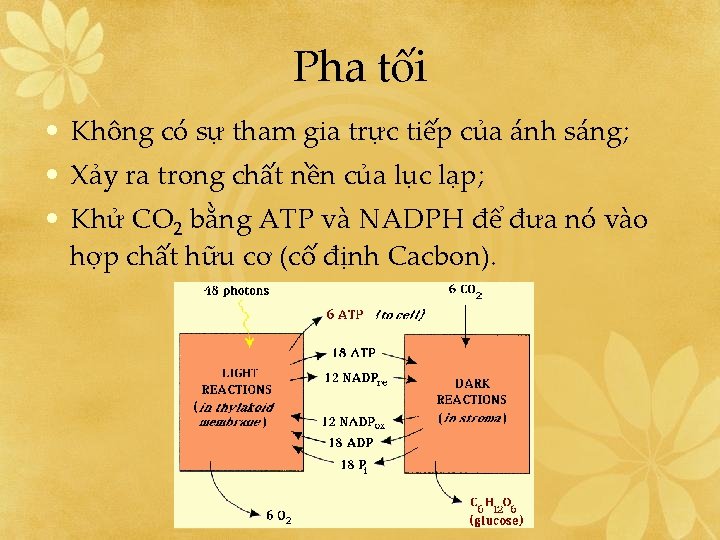 Pha tối • Không có sự tham gia trực tiếp của ánh sáng; •