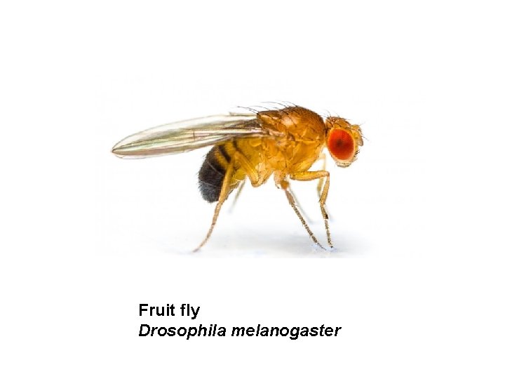 Fruit fly Drosophila melanogaster 