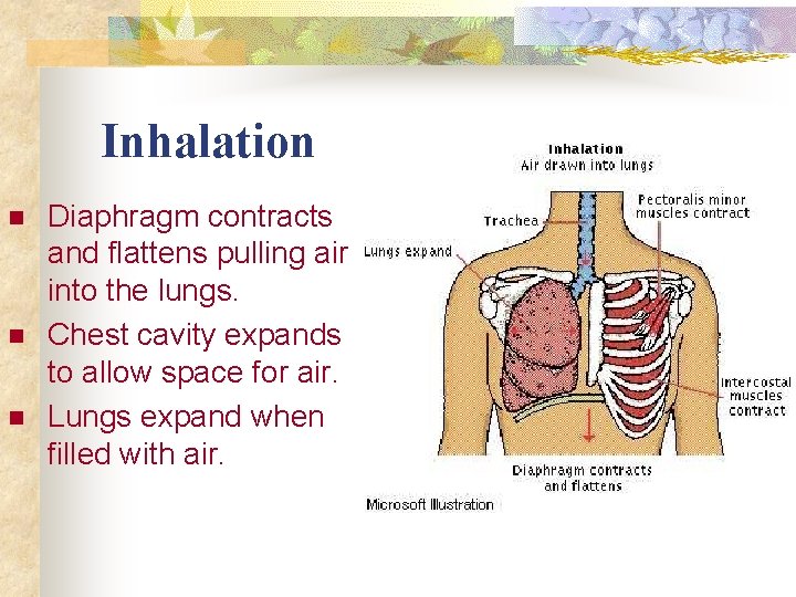 Inhalation n Diaphragm contracts and flattens pulling air into the lungs. Chest cavity expands