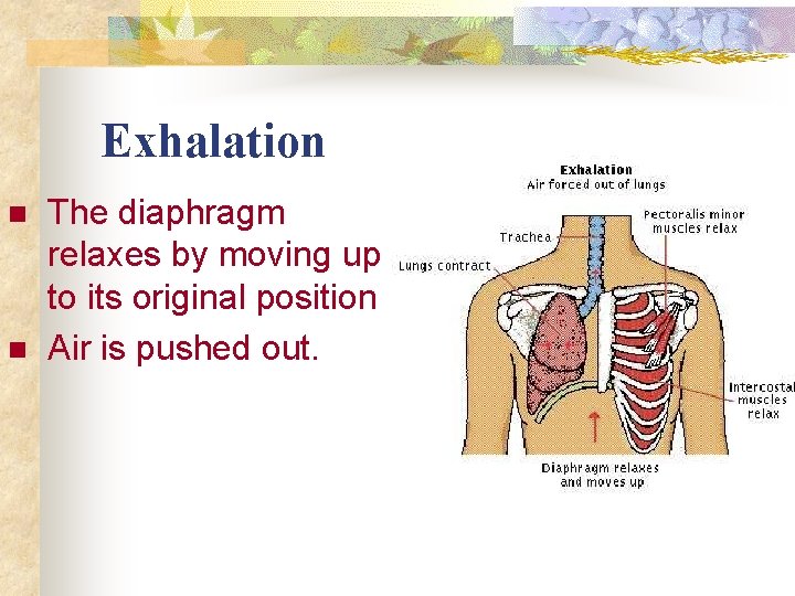 Exhalation n n The diaphragm relaxes by moving up to its original position Air