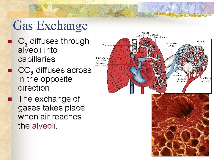 Gas Exchange n n n O 2 diffuses through alveoli into capillaries CO 2