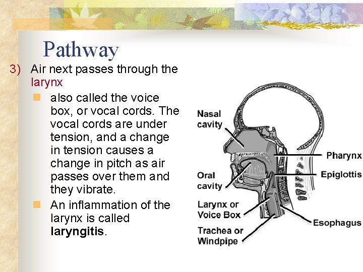 Pathway 3) Air next passes through the larynx n also called the voice box,