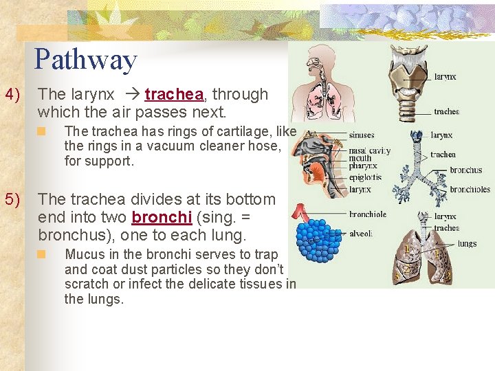 Pathway 4) The larynx trachea, through which the air passes next. n 5) The