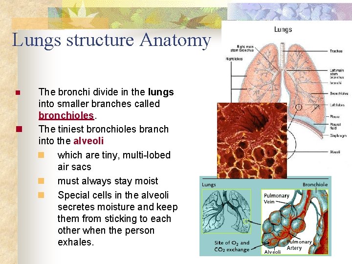 Lungs structure Anatomy n n The bronchi divide in the lungs into smaller branches