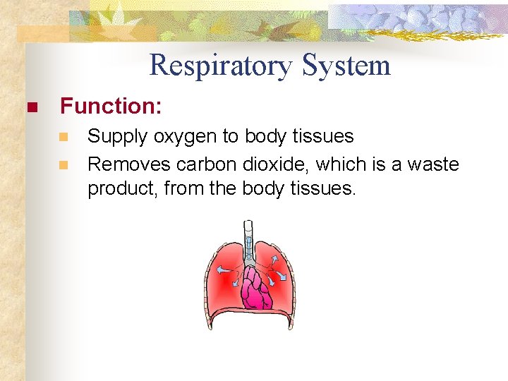 Respiratory System n Function: n n Supply oxygen to body tissues Removes carbon dioxide,