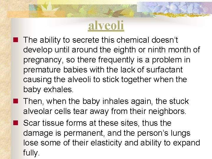 alveoli n The ability to secrete this chemical doesn’t develop until around the eighth