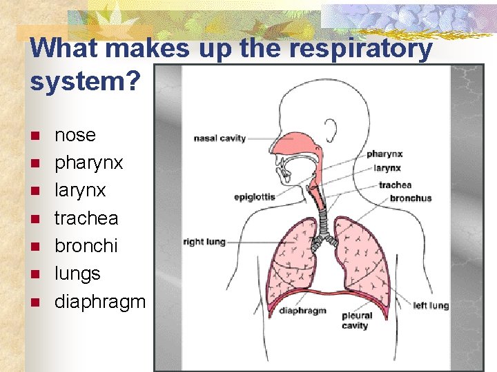 What makes up the respiratory system? n n n nose pharynx larynx trachea bronchi