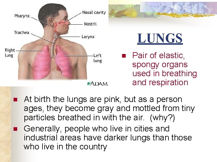 LUNGS n n n Pair of elastic, spongy organs used in breathing and respiration