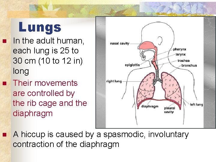 Lungs n n n In the adult human, each lung is 25 to 30