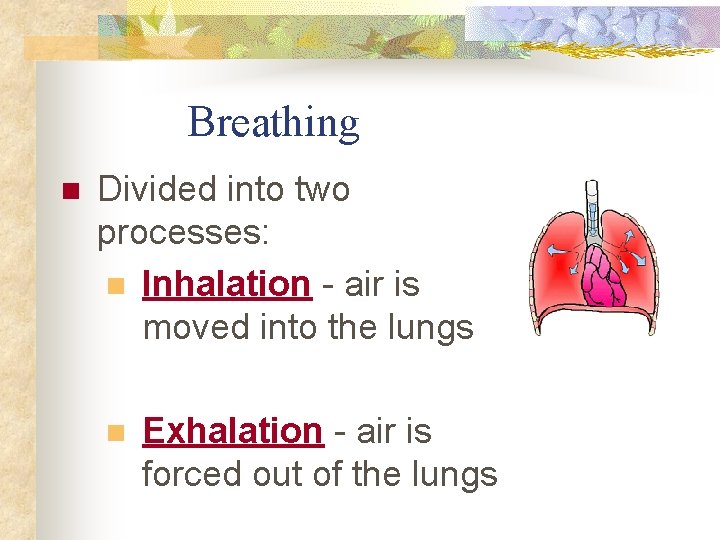 Breathing n Divided into two processes: n Inhalation - air is moved into the