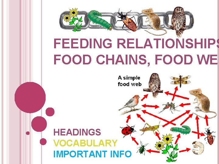 FEEDING RELATIONSHIPS FOOD CHAINS, FOOD WEB HEADINGS VOCABULARY IMPORTANT INFO 