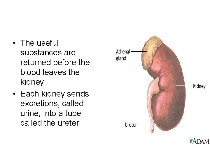  • The useful substances are returned before the blood leaves the kidney. •