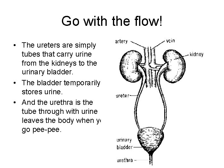 Go with the flow! • The ureters are simply tubes that carry urine from