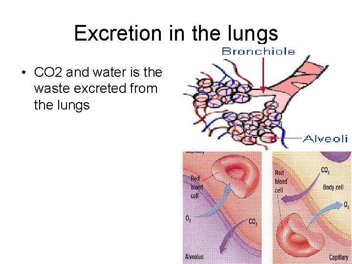Excretion in the lungs • CO 2 and water is the waste excreted from