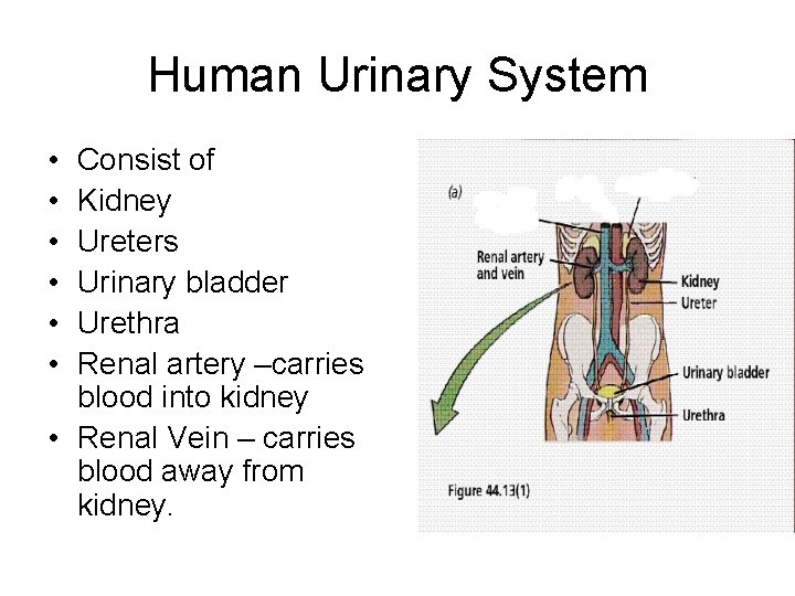 Human Urinary System • • • Consist of Kidney Ureters Urinary bladder Urethra Renal