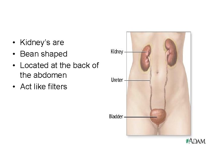  • Kidney’s are • Bean shaped • Located at the back of the