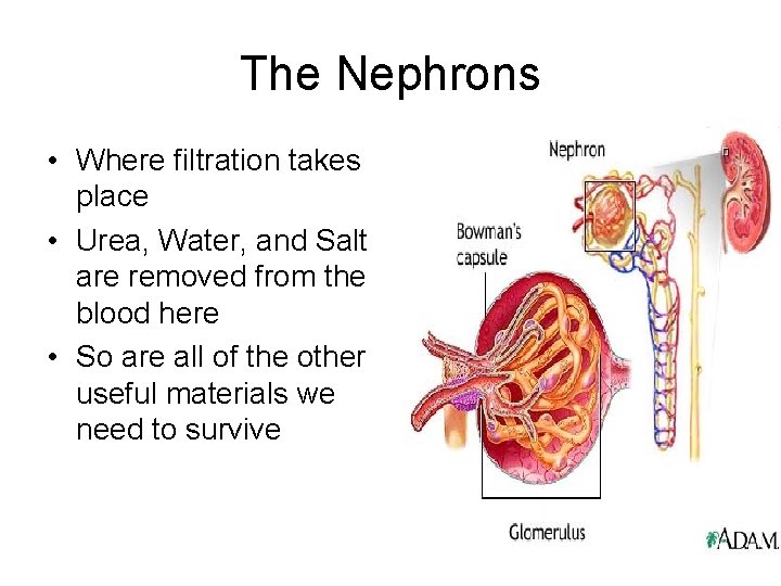 The Nephrons • Where filtration takes place • Urea, Water, and Salt are removed