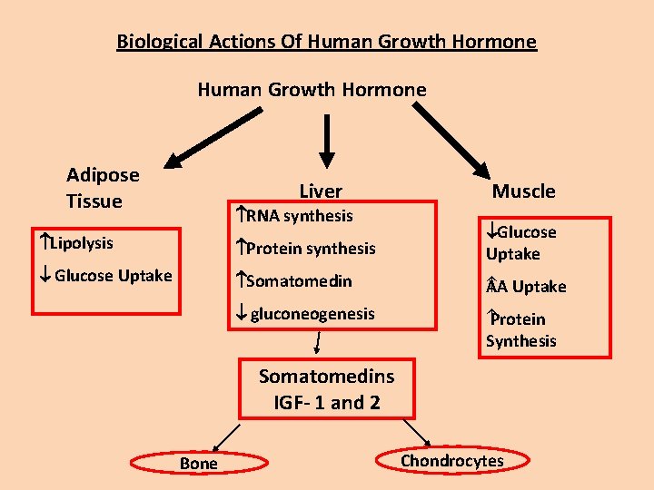 Biological Actions Of Human Growth Hormone Adipose Tissue Liver RNA synthesis Muscle Lipolysis Protein
