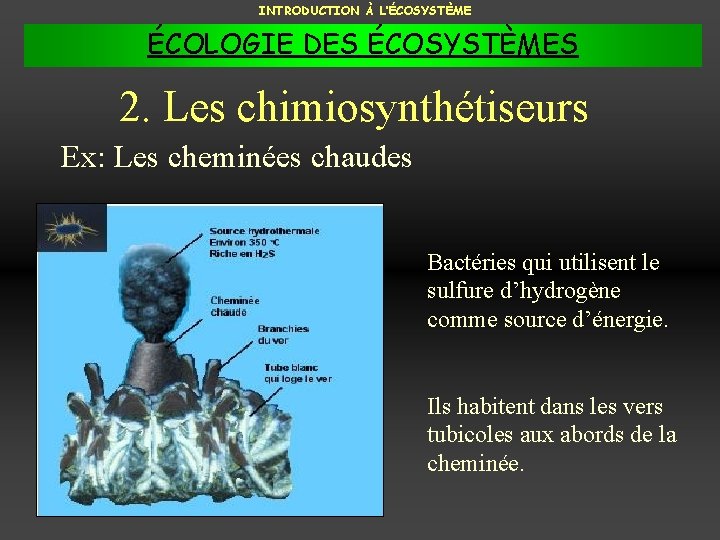 INTRODUCTION À L’ÉCOSYSTÈME ÉCOLOGIE DES ÉCOSYSTÈMES 2. Les chimiosynthétiseurs Ex: Les cheminées chaudes Bactéries