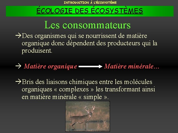 INTRODUCTION À L’ÉCOSYSTÈME ÉCOLOGIE DES ÉCOSYSTÈMES Les consommateurs Des organismes qui se nourrissent de