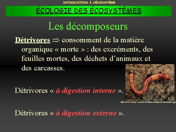 INTRODUCTION À L’ÉCOSYSTÈME ÉCOLOGIE DES ÉCOSYSTÈMES Les décomposeurs Détrivores consomment de la matière organique