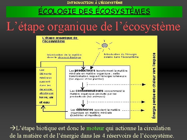 INTRODUCTION À L’ÉCOSYSTÈME ÉCOLOGIE DES ÉCOSYSTÈMES L’étape organique de l’écosystème L’étape biotique est donc