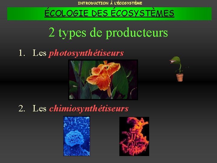 INTRODUCTION À L’ÉCOSYSTÈME ÉCOLOGIE DES ÉCOSYSTÈMES 2 types de producteurs 1. Les photosynthétiseurs 2.