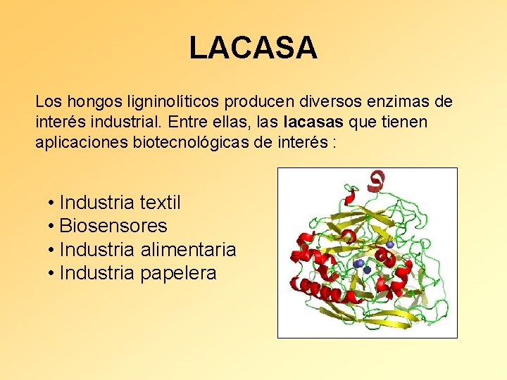 LACASA Los hongos ligninolíticos producen diversos enzimas de interés industrial. Entre ellas, las lacasas