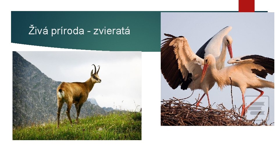 Živá príroda - zvieratá 