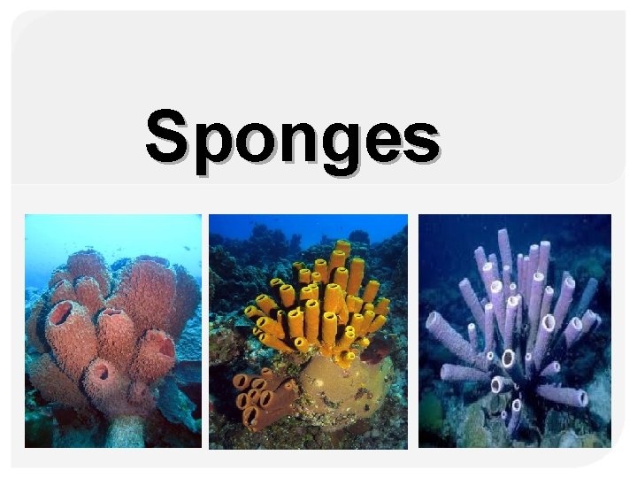 Sponges 