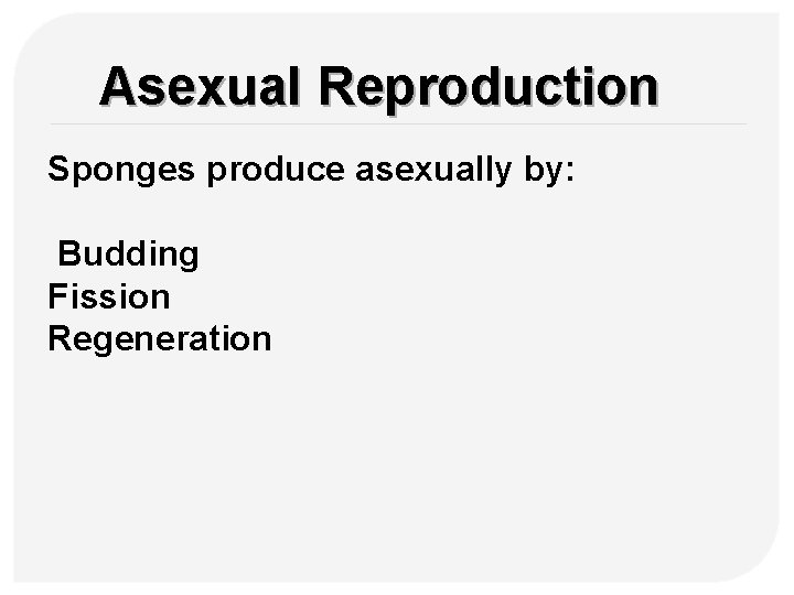 Asexual Reproduction Sponges produce asexually by: Budding Fission Regeneration 
