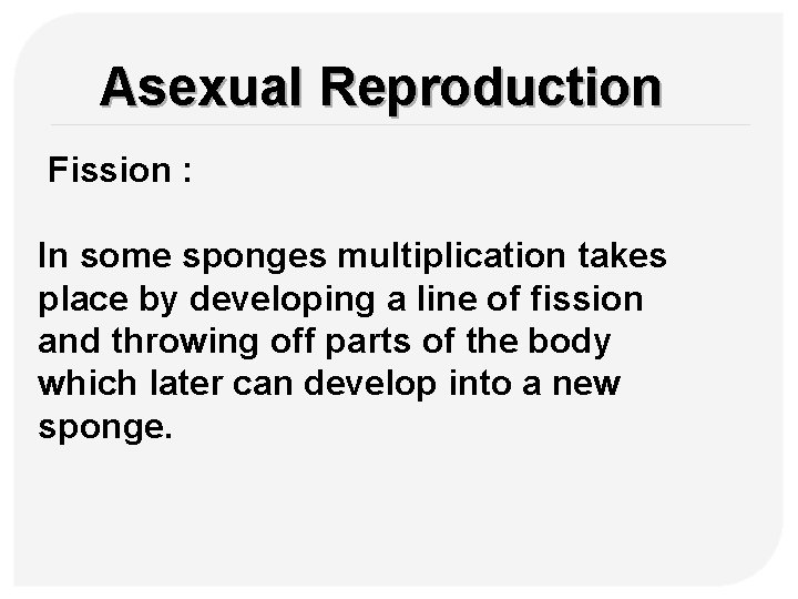 Asexual Reproduction Fission : In some sponges multiplication takes place by developing a line