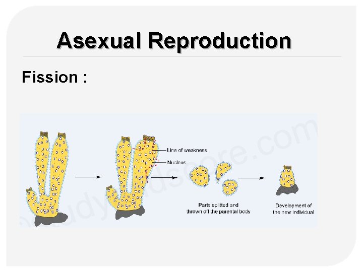 Asexual Reproduction Fission : 