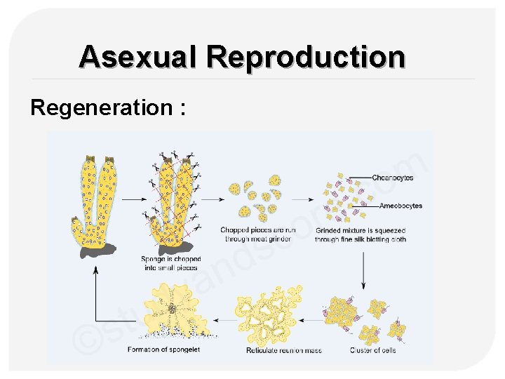 Asexual Reproduction Regeneration : 