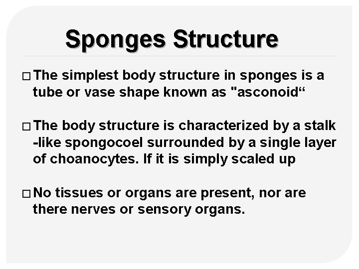 Sponges Structure � The simplest body structure in sponges is a tube or vase