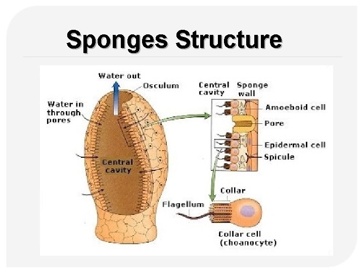 Sponges Structure 