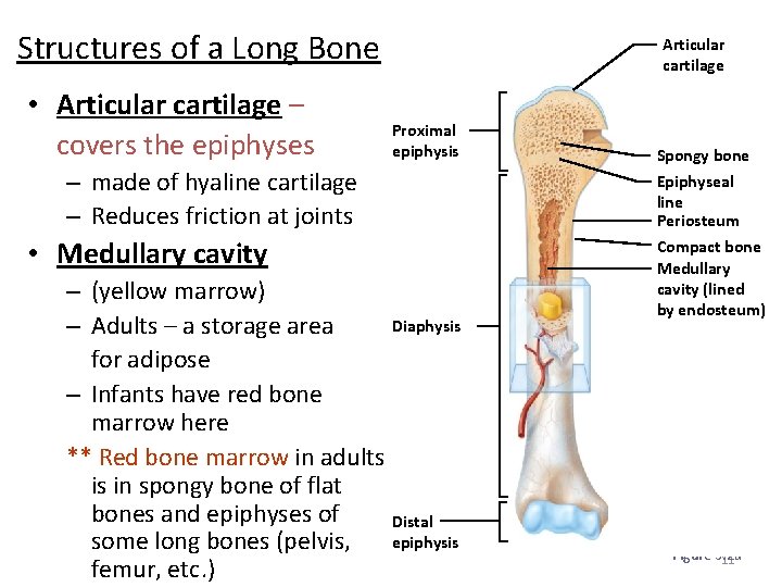 Structures of a Long Bone • Articular cartilage – covers the epiphyses Articular cartilage