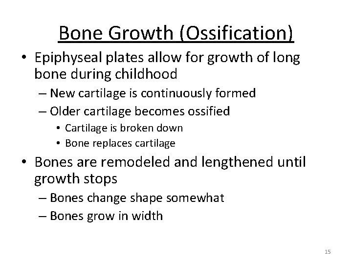 Bone Growth (Ossification) • Epiphyseal plates allow for growth of long bone during childhood