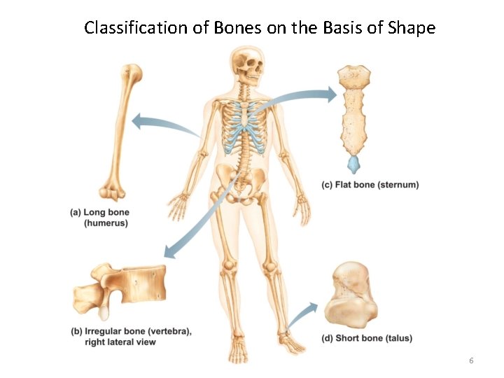 Classification of Bones on the Basis of Shape 6 