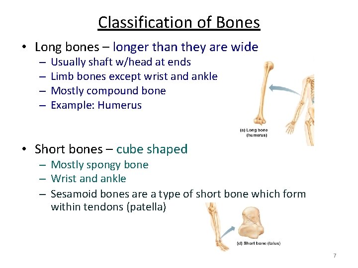 Classification of Bones • Long bones – longer than they are wide – –