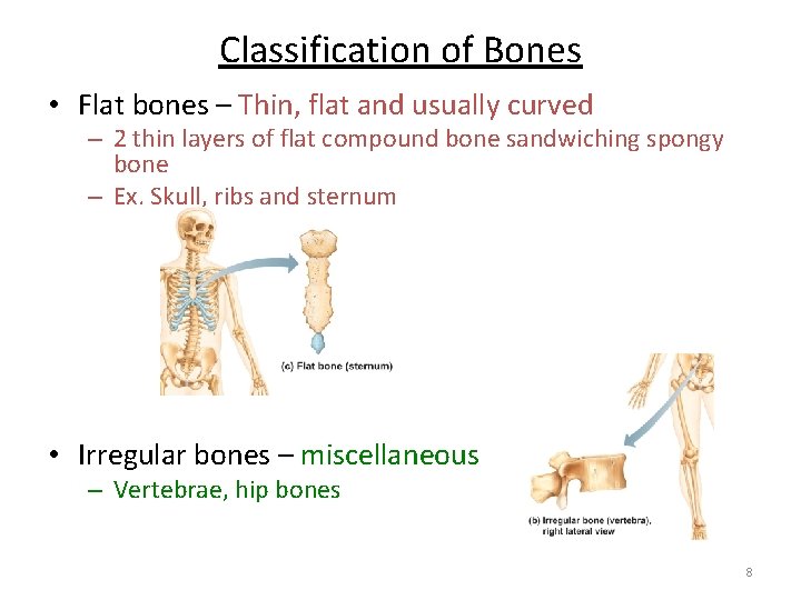 Classification of Bones • Flat bones – Thin, flat and usually curved – 2