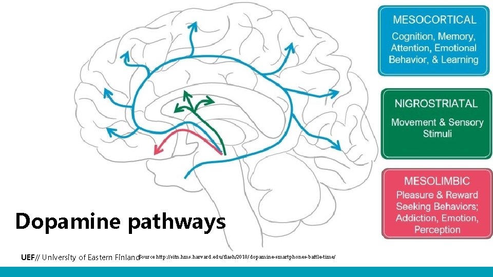 Dopamine pathways UEF// University of Eastern Finland. Source http: //sitn. hms. harvard. edu/flash/2018/dopamine-smartphones-battle-time/ 